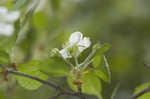 Yellowleaf hawthorn